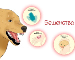 Что важно знать о бешенстве? Простые ответы на сложные вопросы!